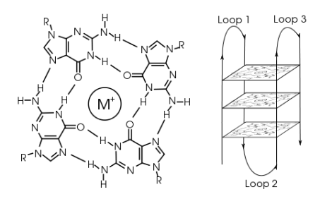 Left: a G-tetrad. Right: an intramolecular G-quadruplex